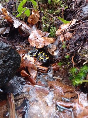 salamandra škvrnitá