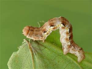 Erannis ankeraria (Staudinger, 1861)