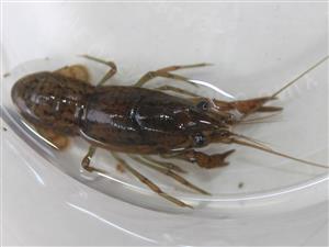 Procambarus fallax virginalis