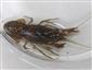 Procambarus fallax virginalis
