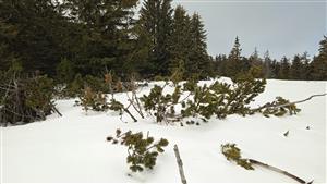 Pinus mugo 