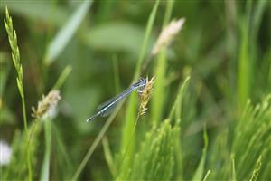 Platycnemis pennipes (Pallas, 1771)
