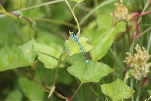 Coenagrion puella