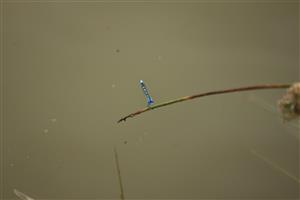 Enallagma cyathigerum