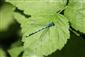 Coenagrion puella (Linnaeus, 1758)