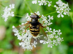Sericomyia silentis
