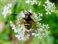 Sericomyia silentis (Harris, 1776)