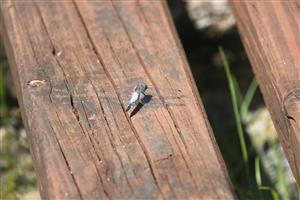 Orthetrum cancellatum