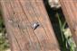 Orthetrum cancellatum (Linnaeus, 1758