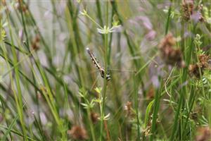 Orthetrum albistylum - fem.