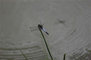 Orthetrum albistylum - mal.