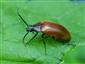 Pseudocistela ceramboides (Linnaeus, 1758)