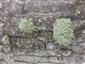 Usnea sp.