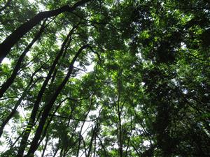 Ailanthus altissima