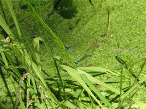 Coenagrion puella 