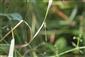 Lestes dryas Kirby, 1890