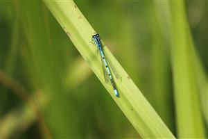 Coenagrion puella