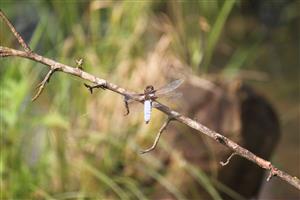 Libellula depressa