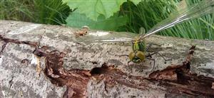 Somatochlora meridionalis