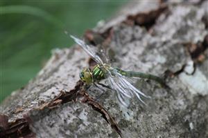 Somatochlora meridionalis fem.