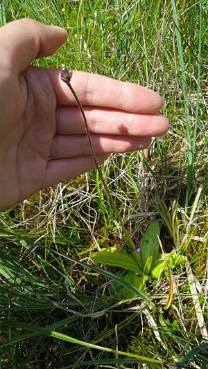 Pinguicula vulgaris 