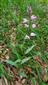 Cephalanthera rubra