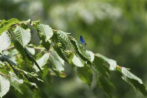 Calopteryx virgo