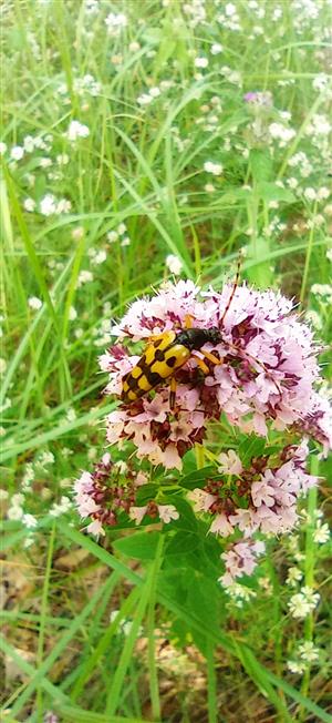 Rutpela maculata