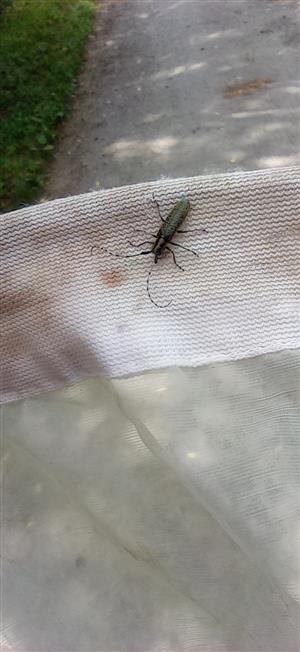 Agapanthia (Agapanthiola) villosoviridescens