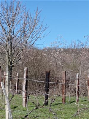 ailanthus altissima