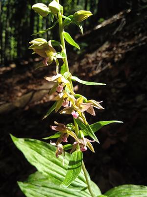 Epipactis helleborine 