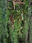 Buxbaumia viridis 