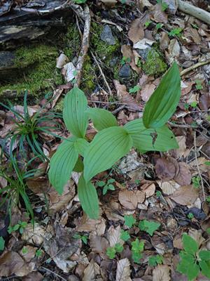 Cypripedium calceolus