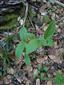 Cypripedium calceolus