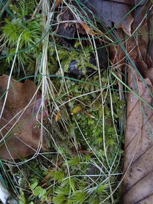 Buxbaumia viridis 