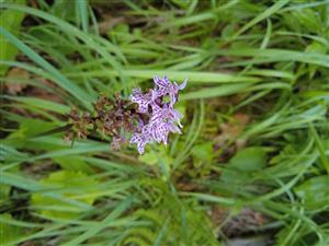 Dactylorhiza fuchsii