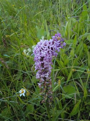 Gymnadenia densiflora 