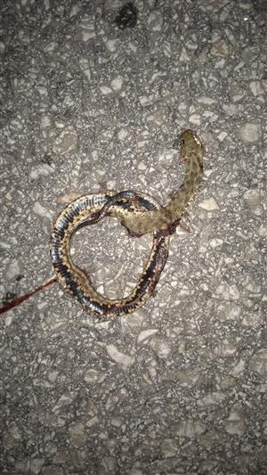 Natrix tessellata