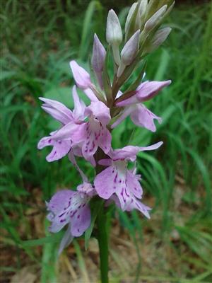 Dactylorhiza fuchsii