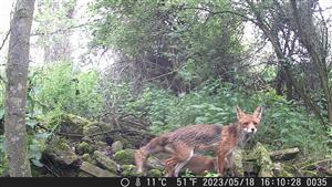 Vulpes_vulpes1.jpg