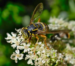 Spilomyia manicata