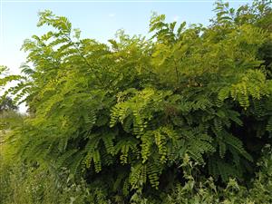 Robinia pseudoacatia 