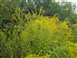 Solidago gigantea 