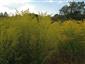 Solidago gigantea 