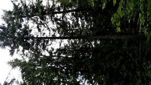 Hlboké Orol krikľavý hniezdny strom.
