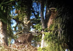 Hniezdo s ml. aj samcom