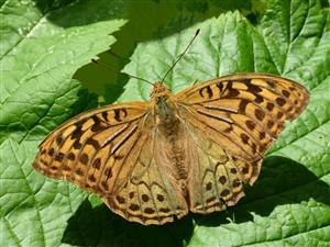 Argynnis pandora