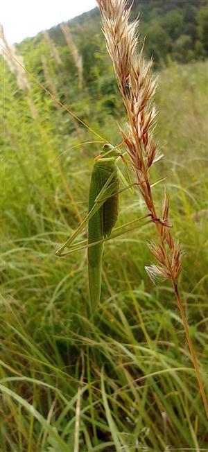Phaneroptera falcata