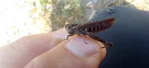  Chorthippus mollis F