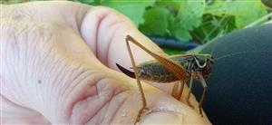  Metrioptera roeselii
